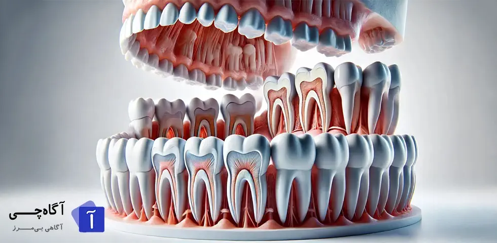 رازهای شگفت انگیز درون ساختار و آناتومی دندان های شما!