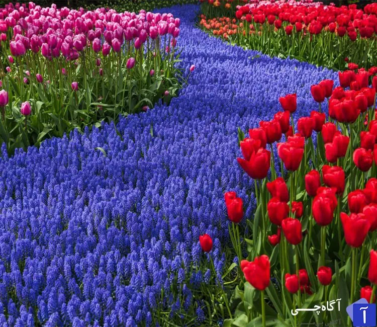 جاهای دیدنی تهران:پارک لاله