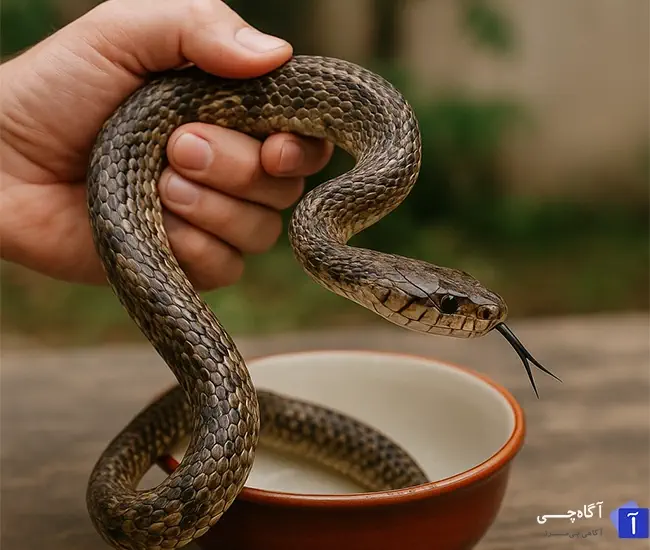 چندش آورترین غذاهای دنیا